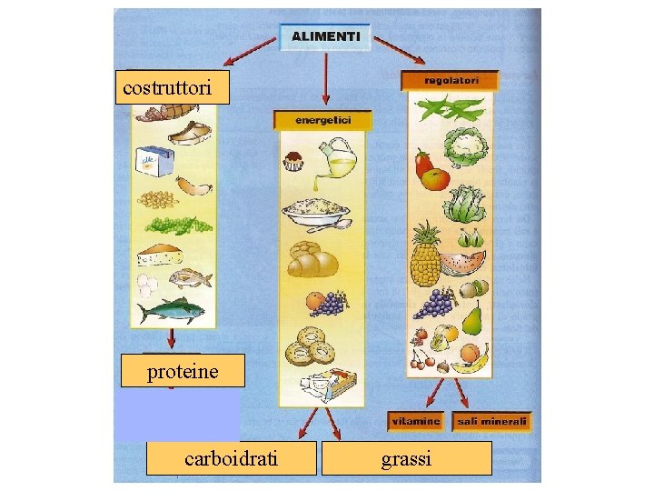 costruttori proteine carboidrati grassi 