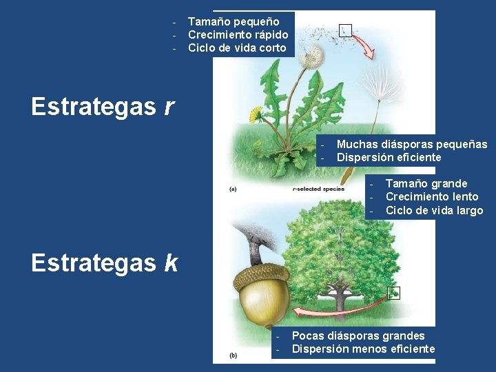 - Tamaño pequeño Crecimiento rápido Ciclo de vida corto Estrategas r - Muchas diásporas