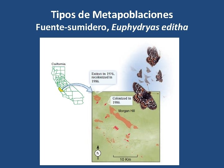 Tipos de Metapoblaciones Fuente-sumidero, Euphydryas editha 