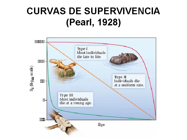 CURVAS DE SUPERVIVENCIA (Pearl, 1928) 