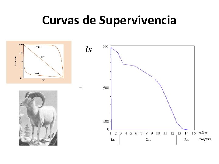 Curvas de Supervivencia lx 