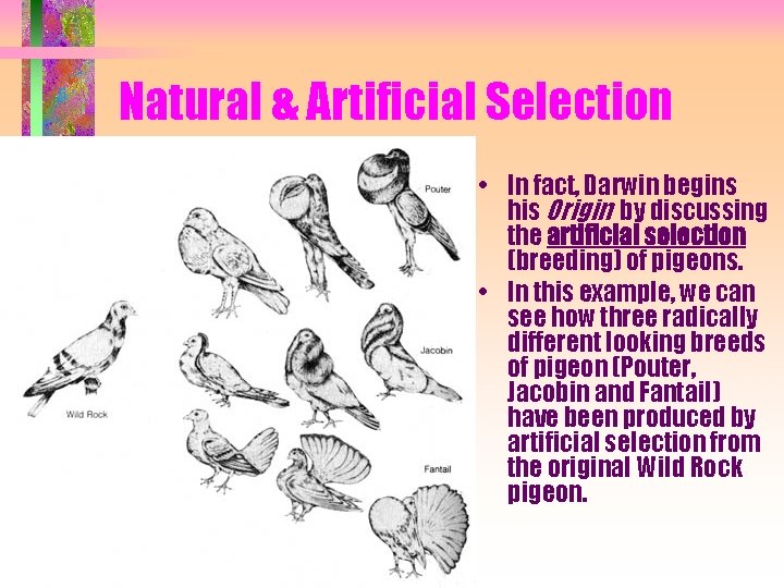 Natural & Artificial Selection • In fact, Darwin begins his Origin by discussing the