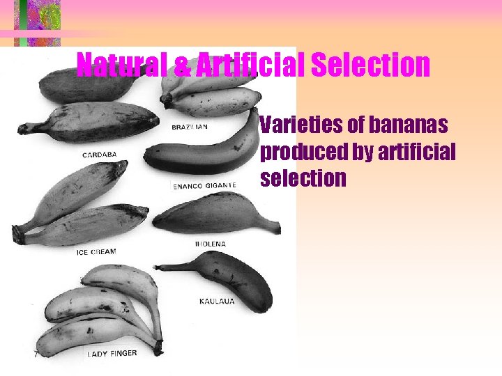 Natural & Artificial Selection Varieties of bananas produced by artificial selection 