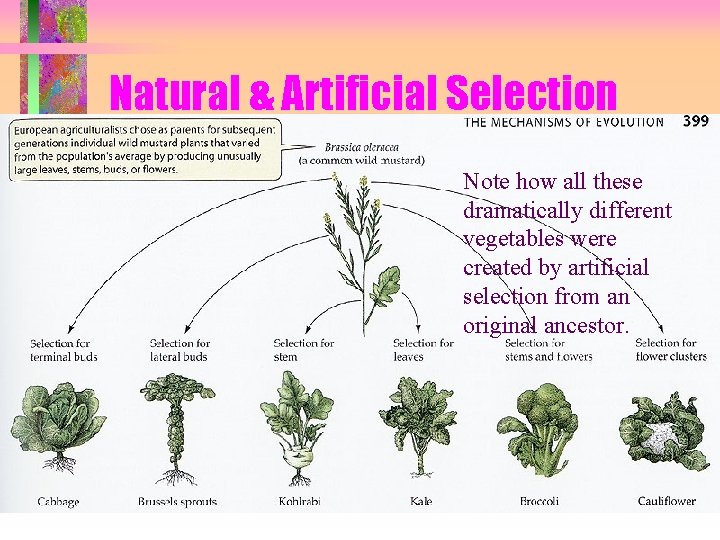 Natural & Artificial Selection Note how all these dramatically different vegetables were created by