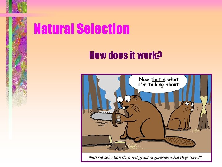 Natural Selection How does it work? 