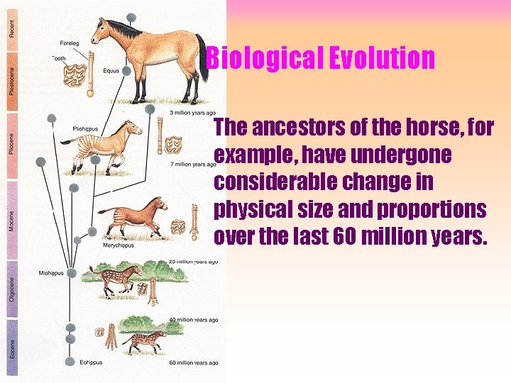 Biological Evolution The ancestors of the horse, for example, have undergone considerable change in