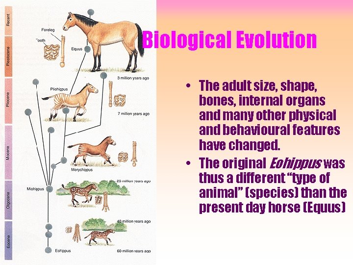 Biological Evolution • The adult size, shape, bones, internal organs and many other physical