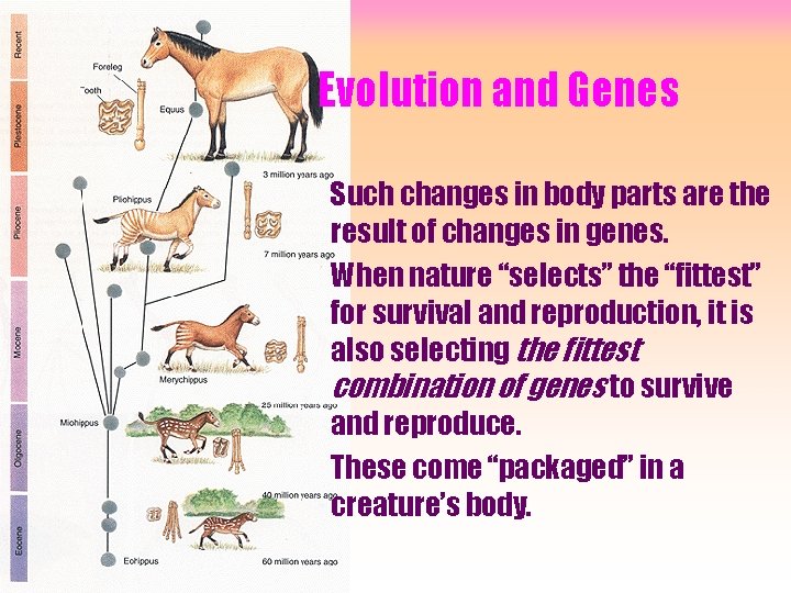 Evolution and Genes Such changes in body parts are the result of changes in