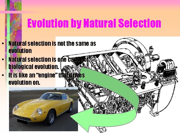 Evolution by Natural Selection • Natural selection is not the same as evolution •