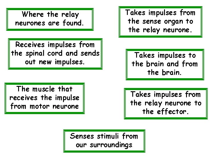 Where the relay neurones are found. Receives impulses from the spinal cord and sends