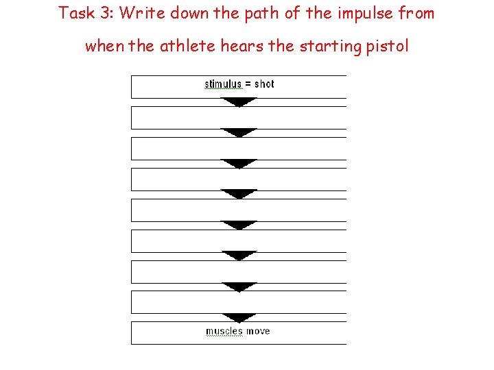 Task 3: Write down the path of the impulse from when the athlete hears