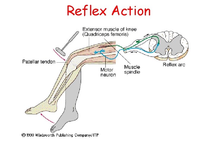 Reflex Action 