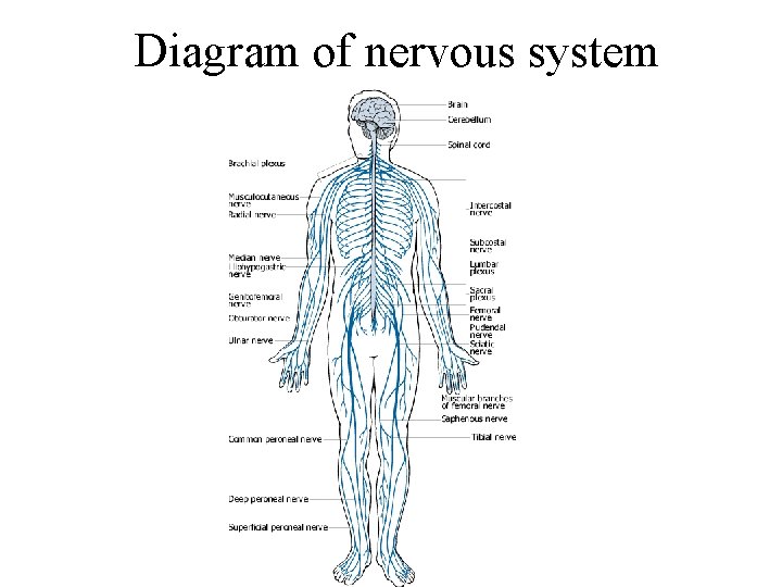 Diagram of nervous system 