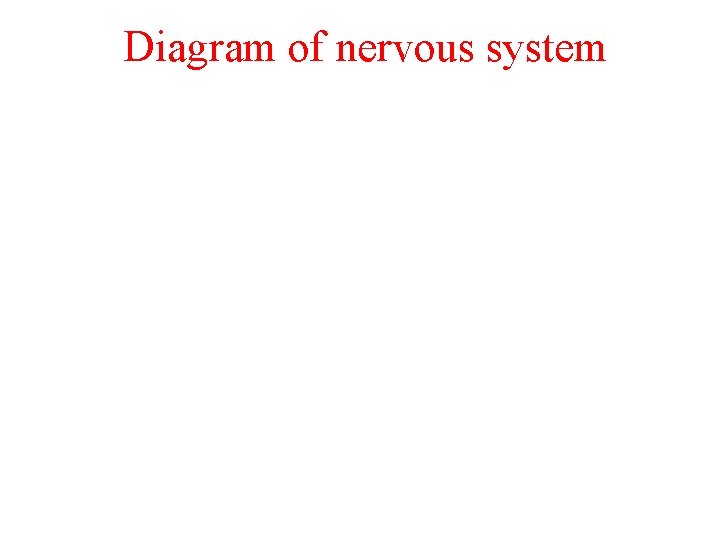 Diagram of nervous system 