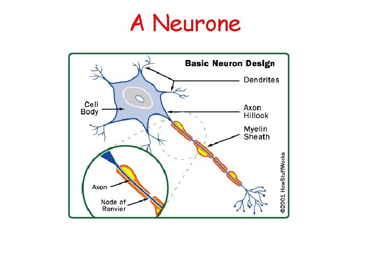A Neurone 