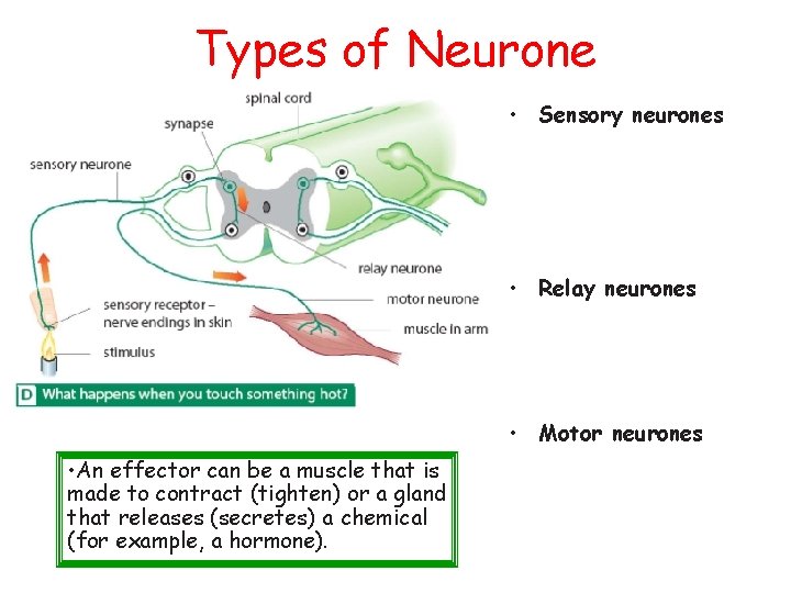 Types of Neurone • Sensory neurones • Relay neurones • Motor neurones • An