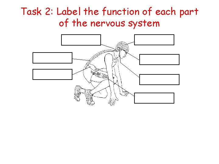 Task 2: Label the function of each part of the nervous system 