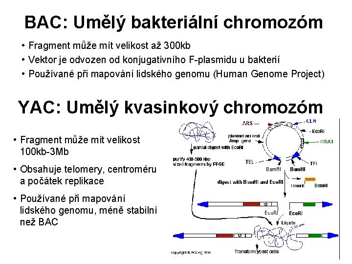 BAC: Umělý bakteriální chromozóm • Fragment může mít velikost až 300 kb • Vektor