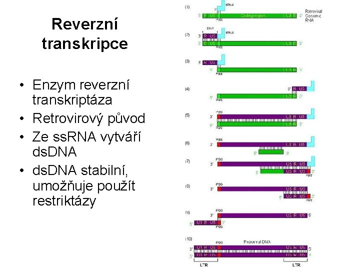 Reverzní transkripce • Enzym reverzní transkriptáza • Retrovirový původ • Ze ss. RNA vytváří