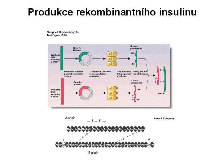 Produkce rekombinantního insulinu 