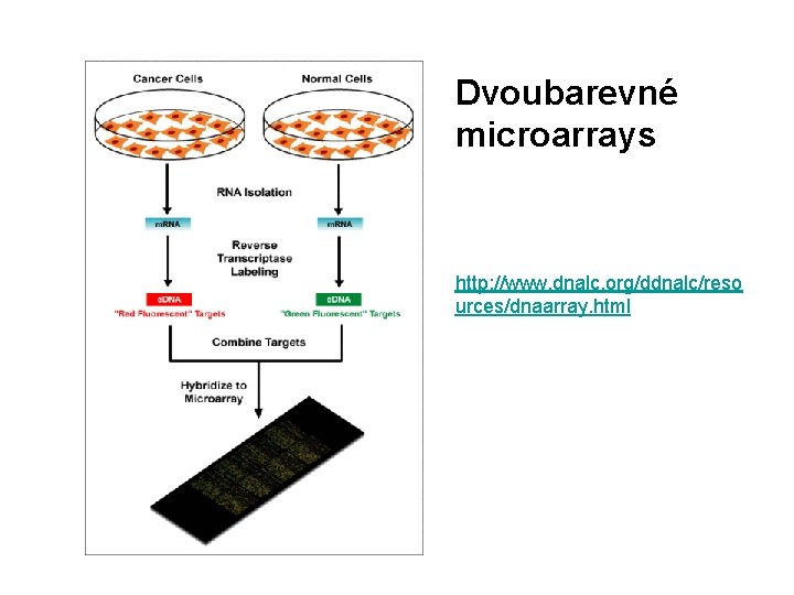 Dvoubarevné microarrays http: //www. dnalc. org/ddnalc/reso urces/dnaarray. html 