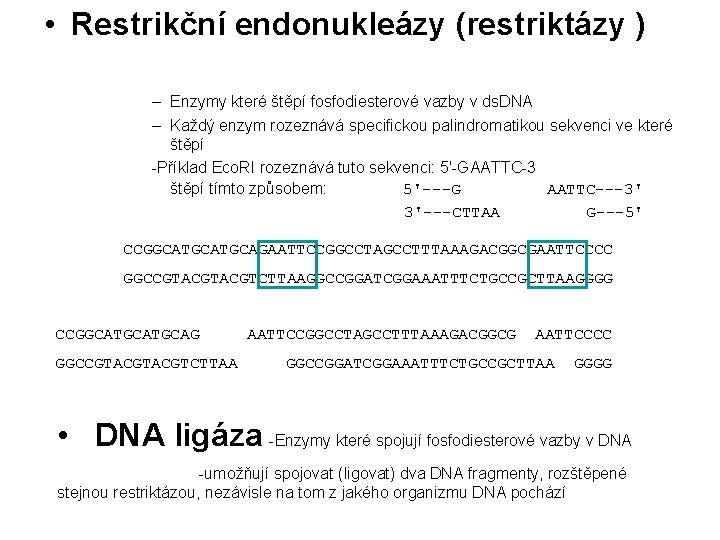  • Restrikční endonukleázy (restriktázy ) – Enzymy které štěpí fosfodiesterové vazby v ds.