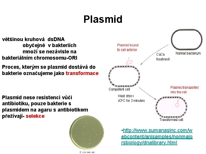 Plasmid většinou kruhová ds. DNA obyčejně v bakteriích množí se nezávisle na bakteriálním chromosomu-ORI