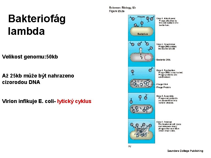 Bakteriofág lambda Velikost genomu: 50 kb Až 25 kb může být nahrazeno cizorodou DNA