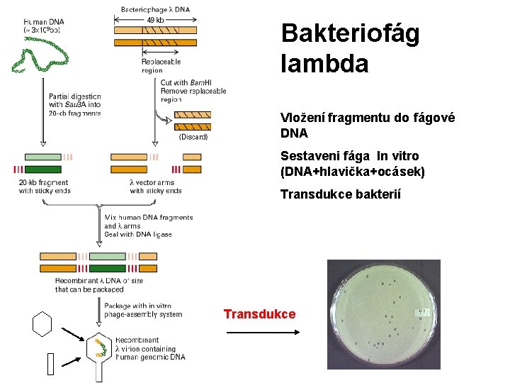 Bakteriofág lambda Vložení fragmentu do fágové DNA Sestaveni fága In vitro (DNA+hlavička+ocásek) Transdukce bakterií