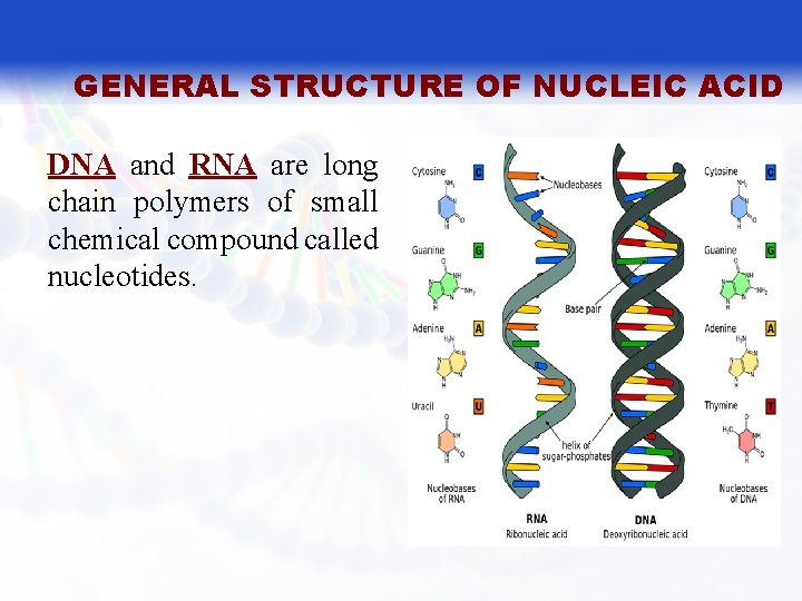 GENERAL STRUCTURE OF NUCLEIC ACID DNA and RNA are long chain polymers of small