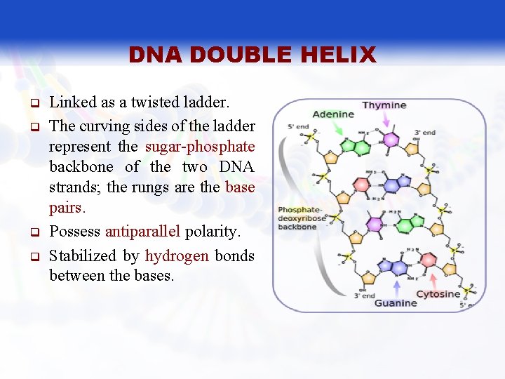 DNA DOUBLE HELIX q q Linked as a twisted ladder. The curving sides of