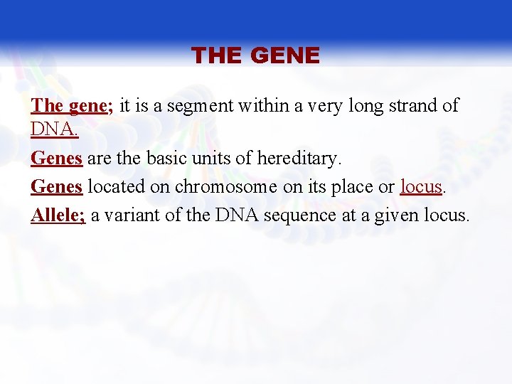 THE GENE The gene; it is a segment within a very long strand of