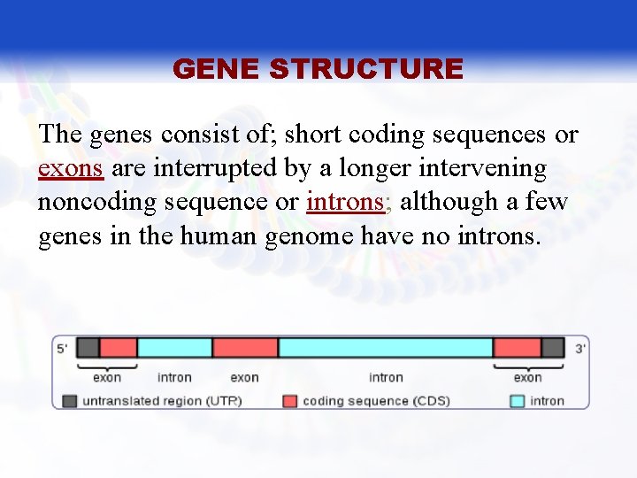 GENE STRUCTURE The genes consist of; short coding sequences or exons are interrupted by