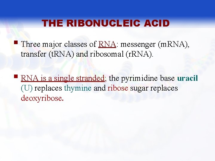 THE RIBONUCLEIC ACID § Three major classes of RNA: messenger (m. RNA), transfer (t.