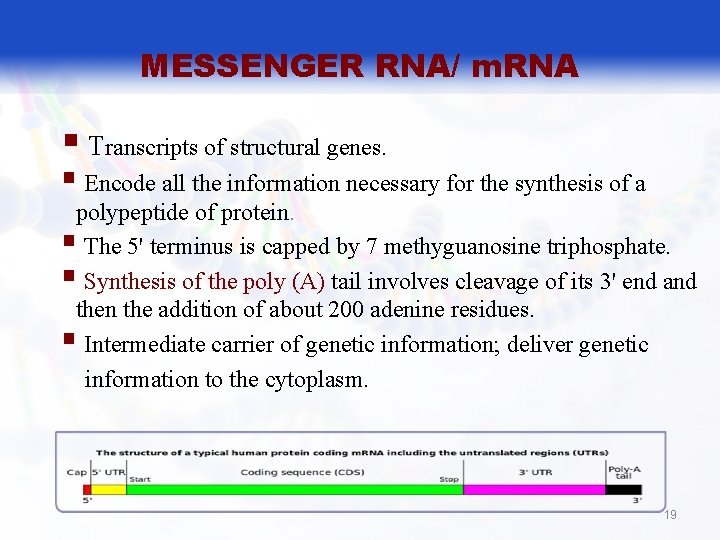 MESSENGER RNA/ m. RNA § Transcripts of structural genes. § Encode all the information