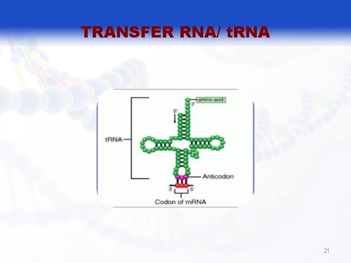 TRANSFER RNA/ t. RNA 21 