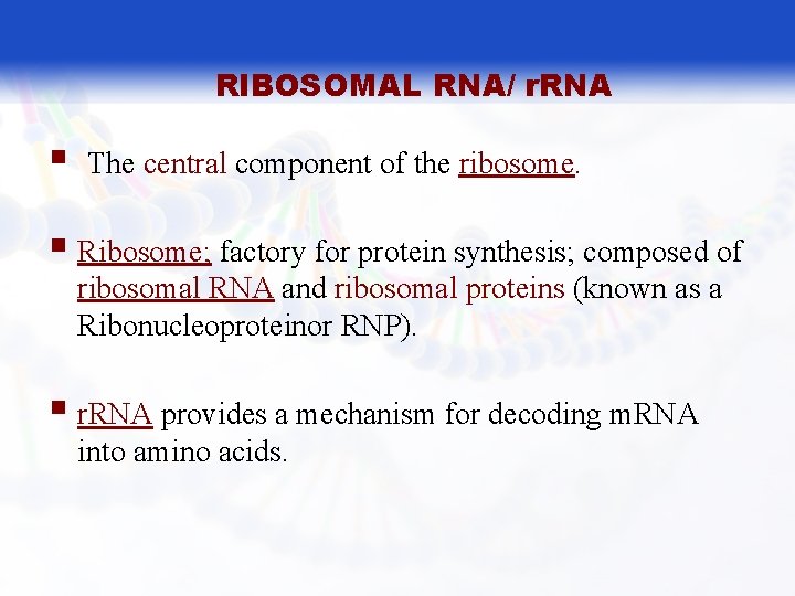 RIBOSOMAL RNA/ r. RNA § The central component of the ribosome. § Ribosome; factory