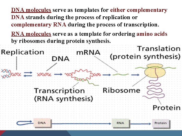 DNA molecules serve as templates for either complementary DNA strands during the process of