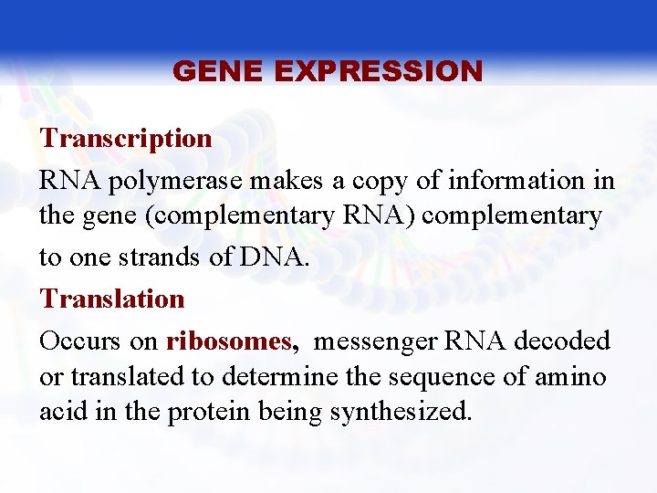 GENE EXPRESSION Transcription RNA polymerase makes a copy of information in the gene (complementary