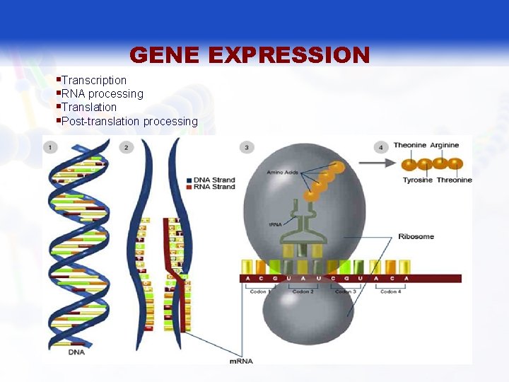 GENE EXPRESSION §Transcription §RNA processing §Translation §Post-translation processing 