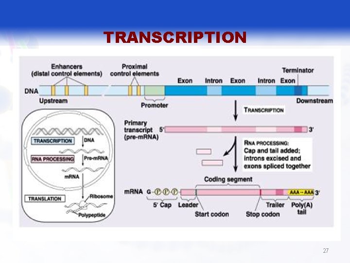 TRANSCRIPTION 27 