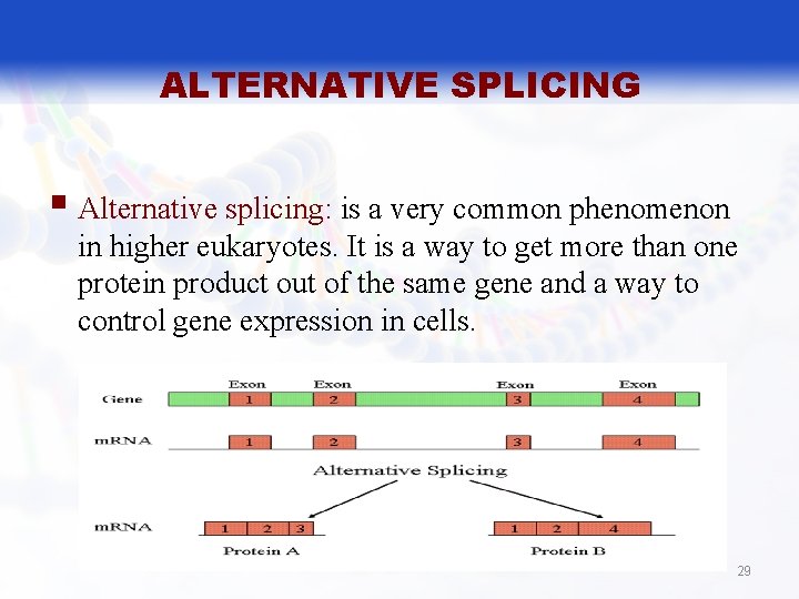 ALTERNATIVE SPLICING § Alternative splicing: is a very common phenomenon in higher eukaryotes. It