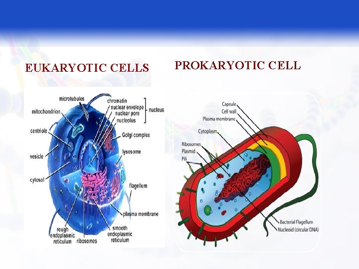 EUKARYOTIC CELLS PROKARYOTIC CELL 