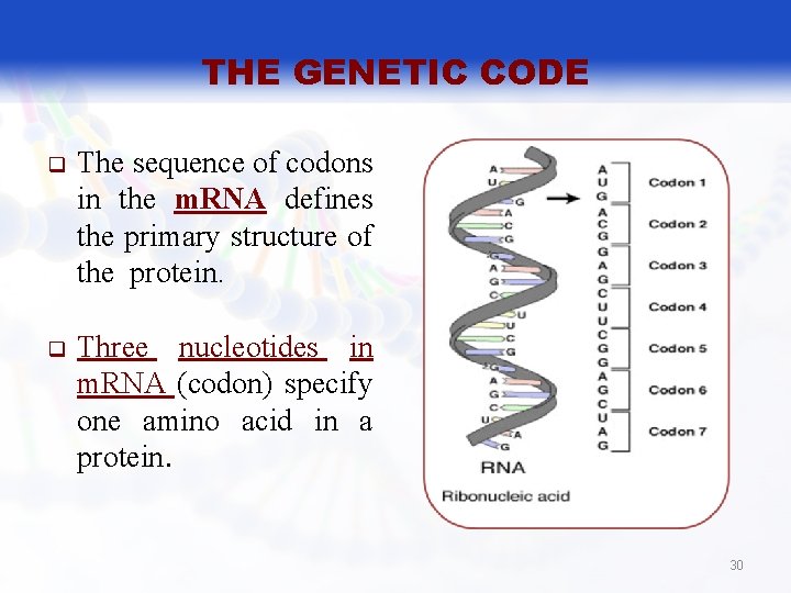 THE GENETIC CODE q The sequence of codons in the m. RNA defines the