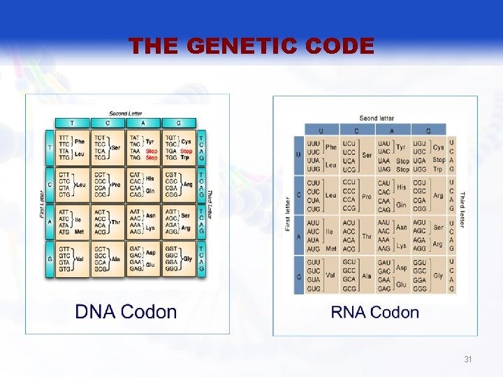 THE GENETIC CODE 31 