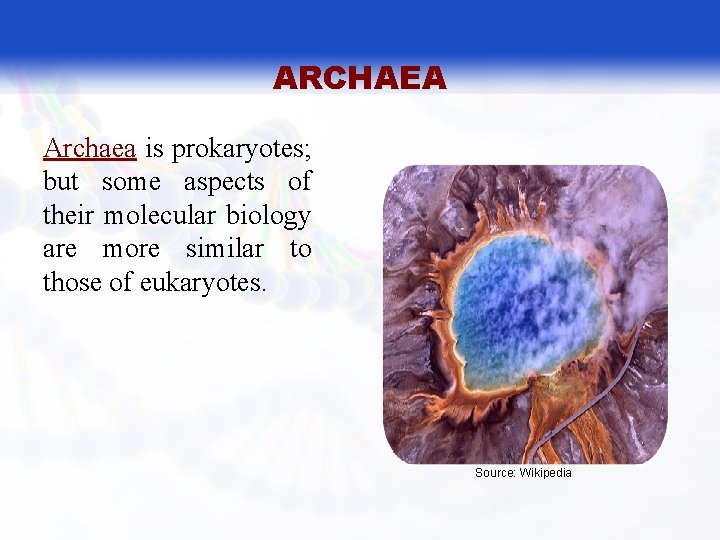 ARCHAEA Archaea is prokaryotes; but some aspects of their molecular biology are more similar