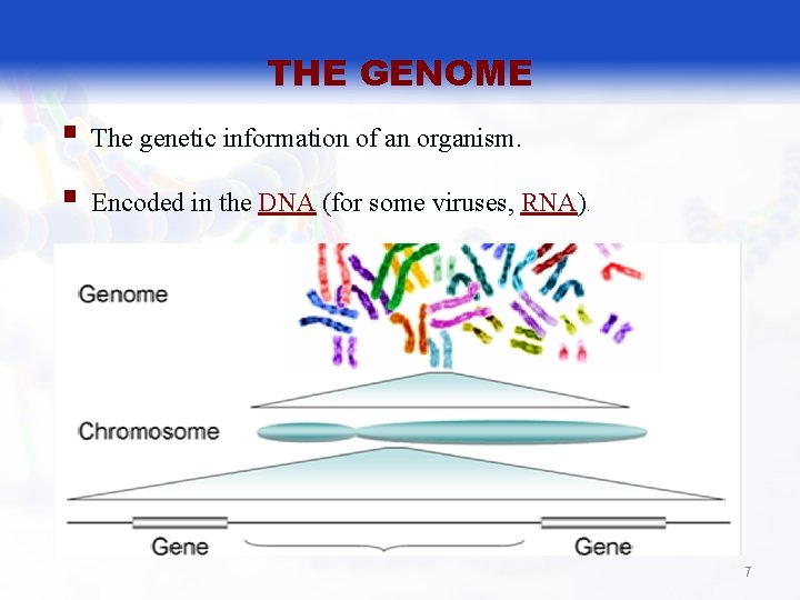 THE GENOME § The genetic information of an organism. § Encoded in the DNA