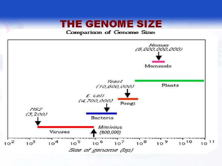 THE GENOME SIZE 