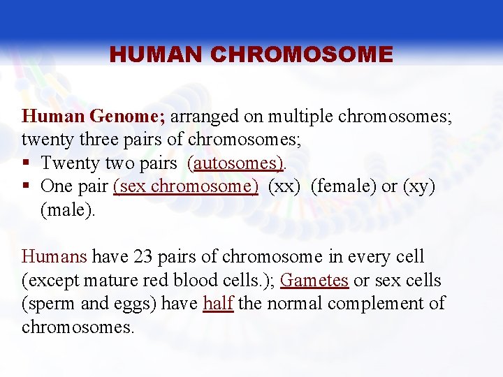 HUMAN CHROMOSOME Human Genome; arranged on multiple chromosomes; twenty three pairs of chromosomes; §