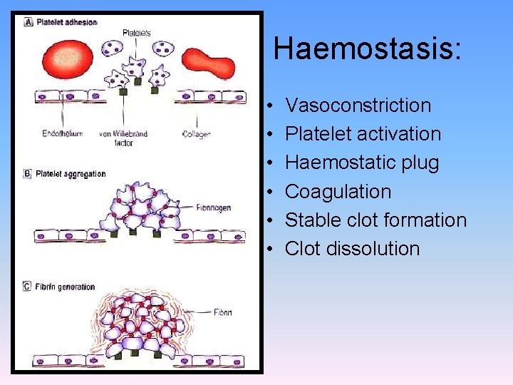 Haemostasis: • • • Vasoconstriction Platelet activation Haemostatic plug Coagulation Stable clot formation Clot